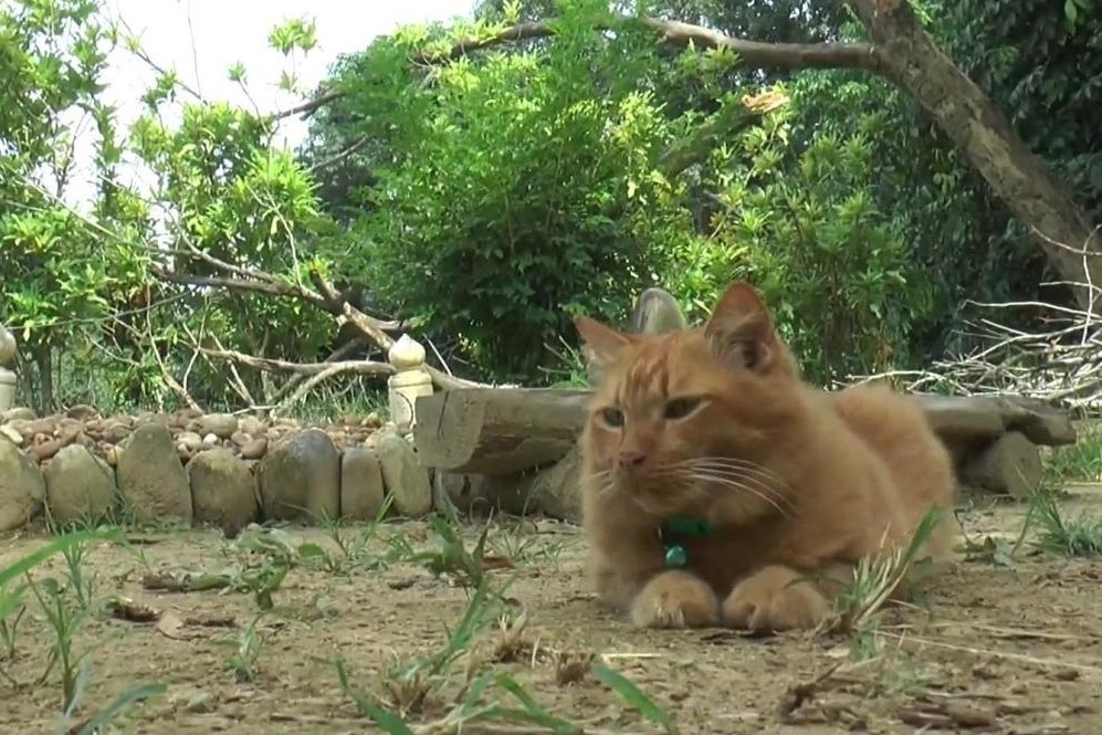 Con meo den tham mo chu moi ngay hinh anh