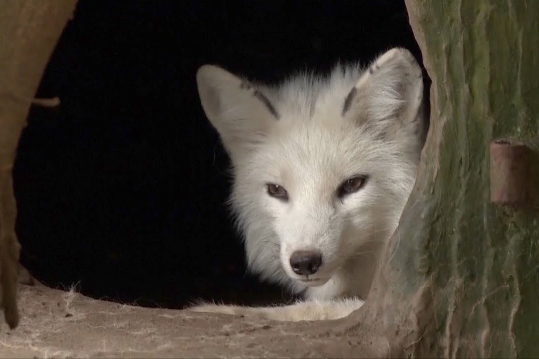 Cao tuyet Bac Cuc xuat hien o Trung Quoc hinh anh