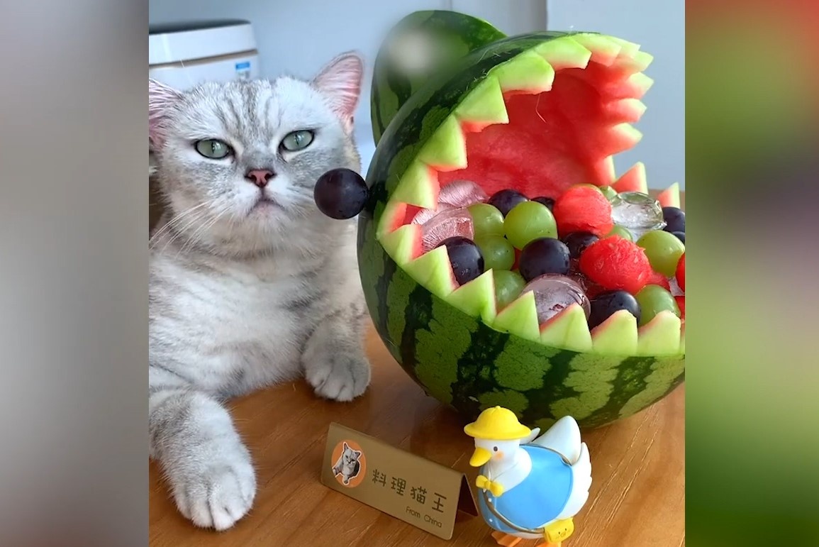 Chu meo 'biet nau an' thanh hien tuong mang o Trung Quoc hinh anh