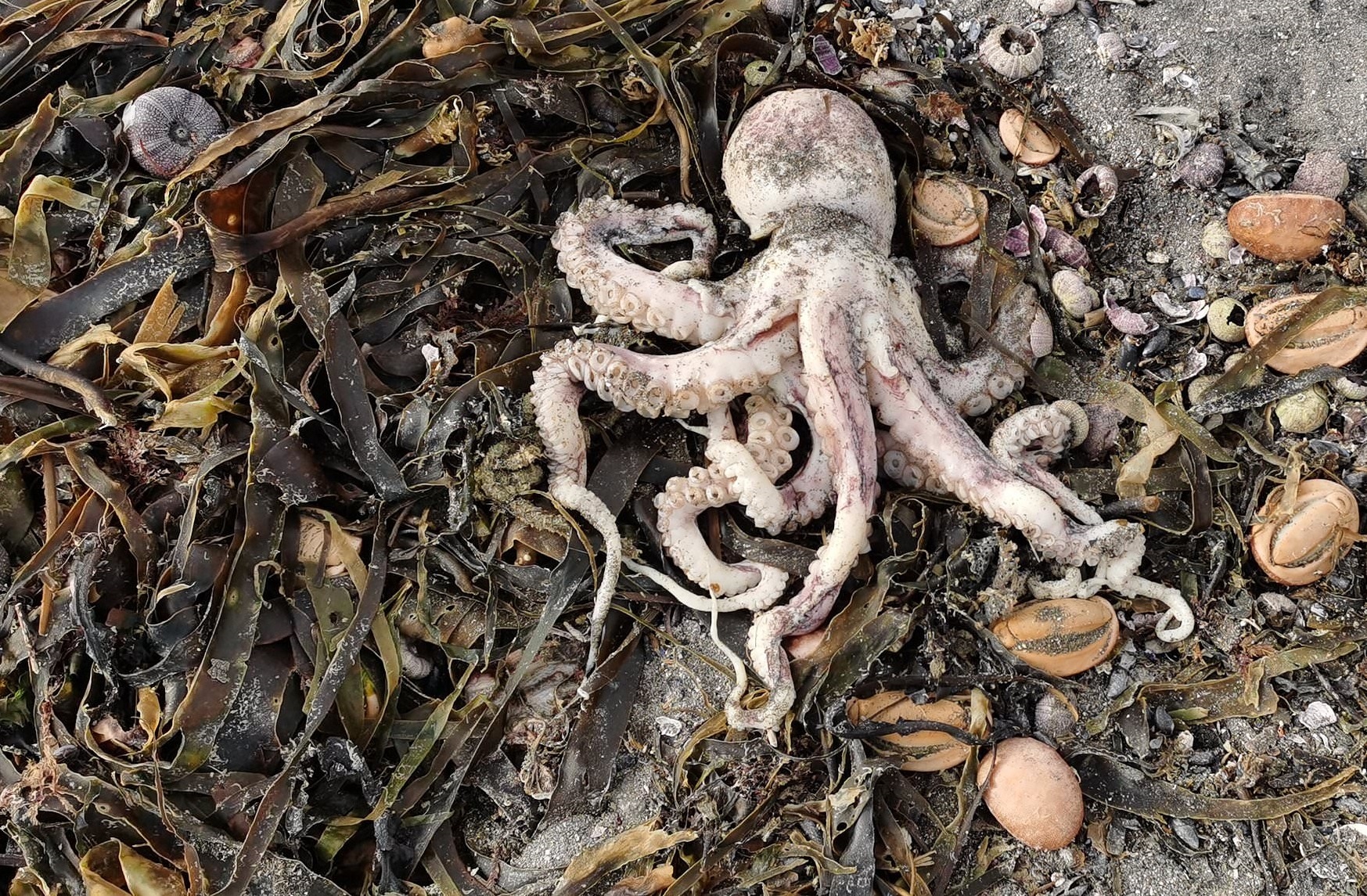 Tim ra nguyen nhan sinh vat bien chet hang loat o Nga hinh anh