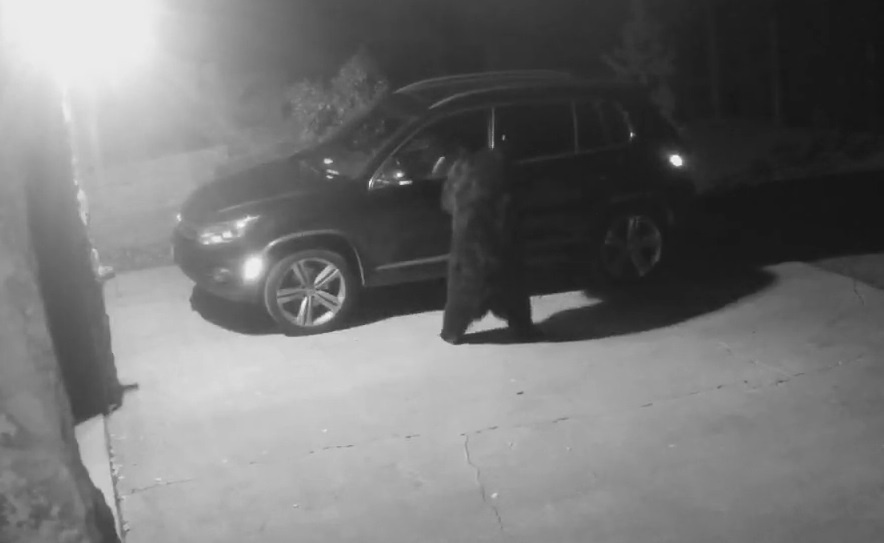 Gau chui vao xe hoi ngoi choi luc nua dem hinh anh