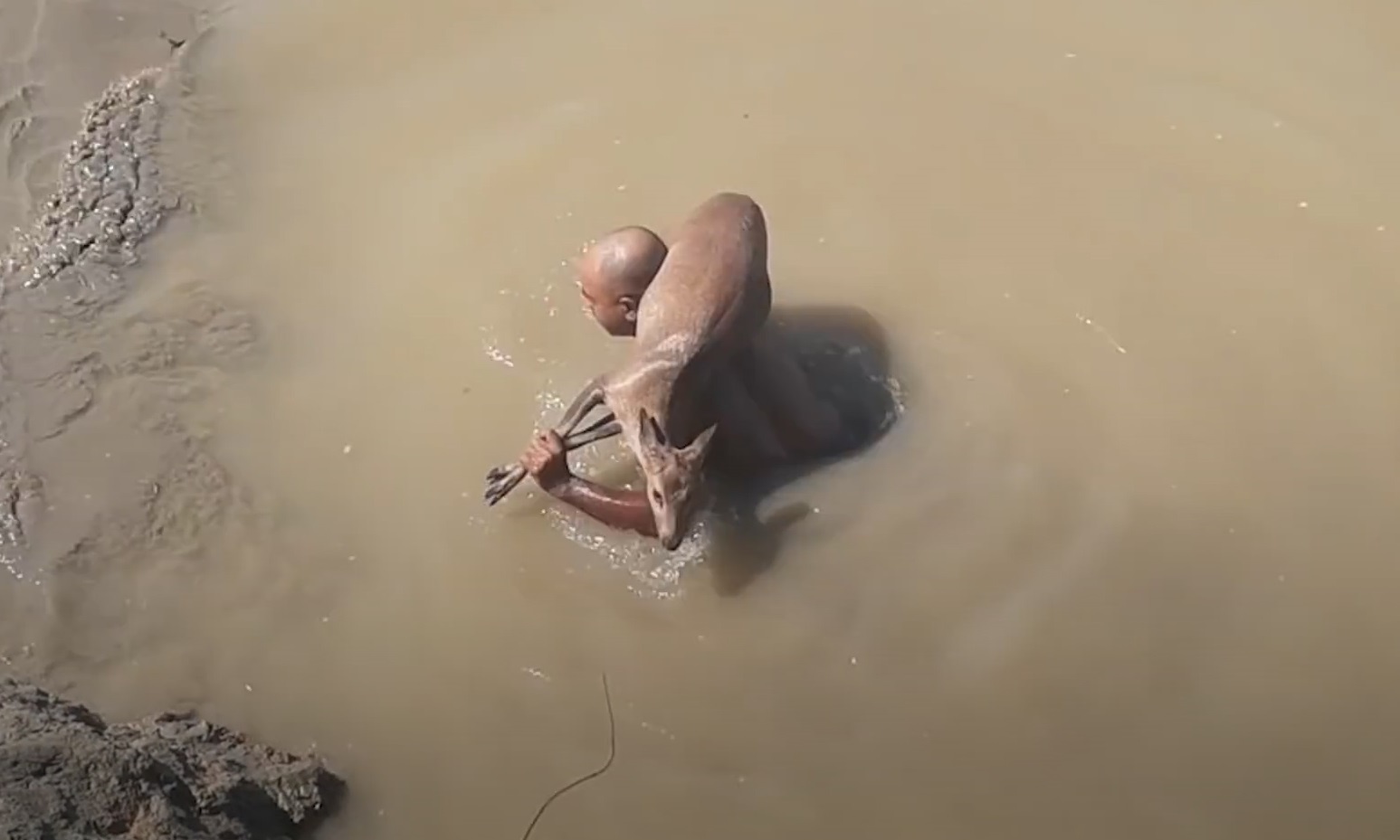 Nguoi dan ong lieu linh cuu con huou thoat khoi dam lay hinh anh