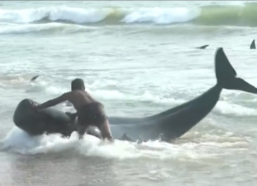 Giai cuu 120 con ca voi mac ket tai bo bien Sri Lanka hinh anh