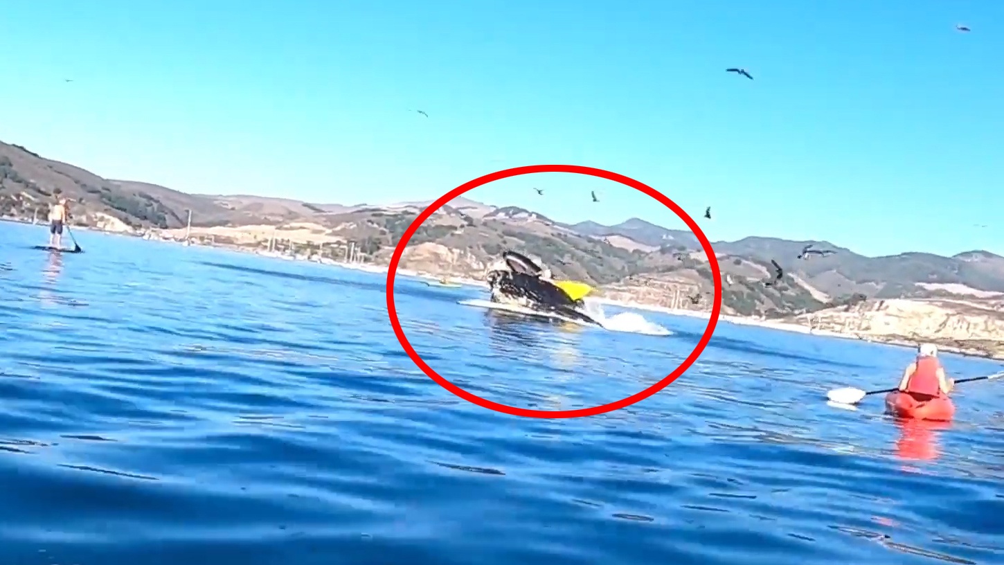 Hai du khach suyt bi ca voi nuot chung hinh anh