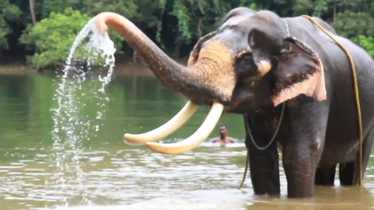 Con voi gia nhat the gioi hinh anh