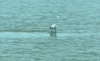 Diec dung tren lung ha ma nhu dang luot song hinh anh