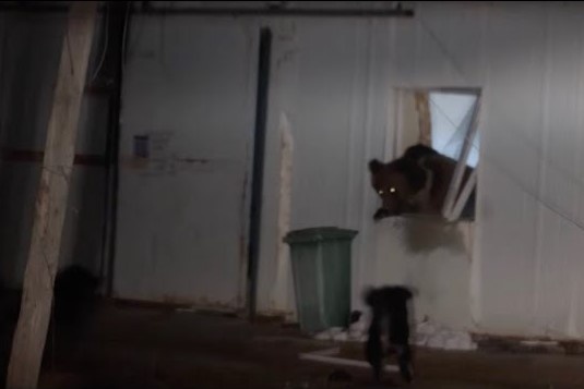 Gau nau bi cho duoi vi len vao tram kiem soat tim thuc an hinh anh