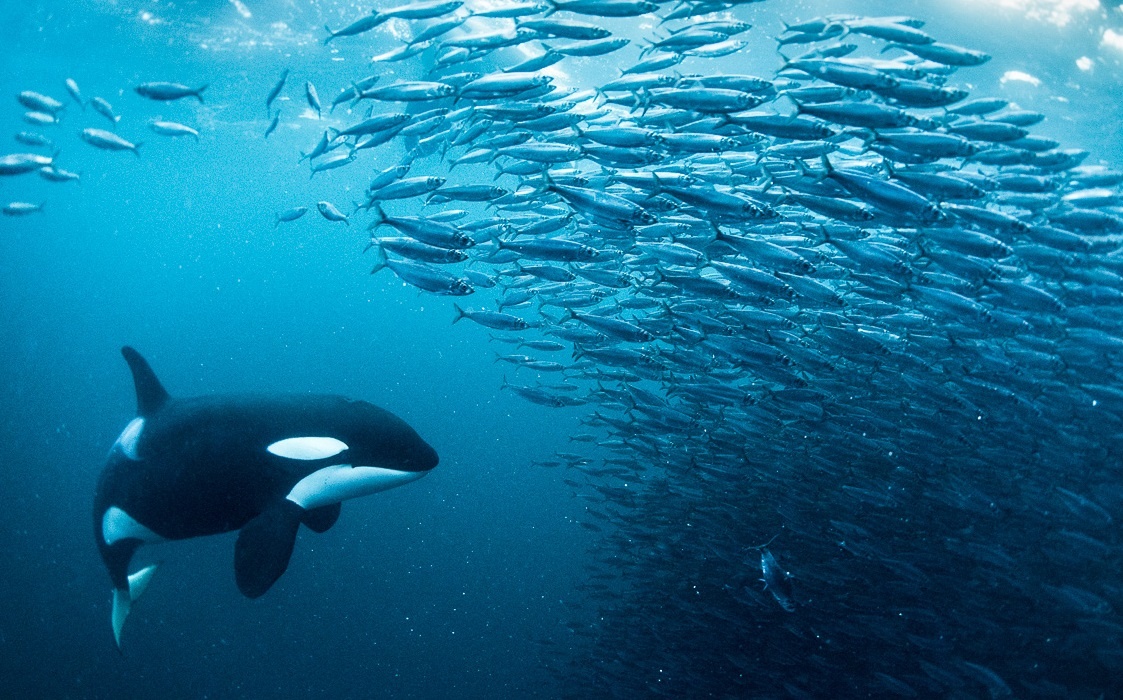 'Soi bien' nuot ca tram con ca trich trong mot lan dop hinh anh