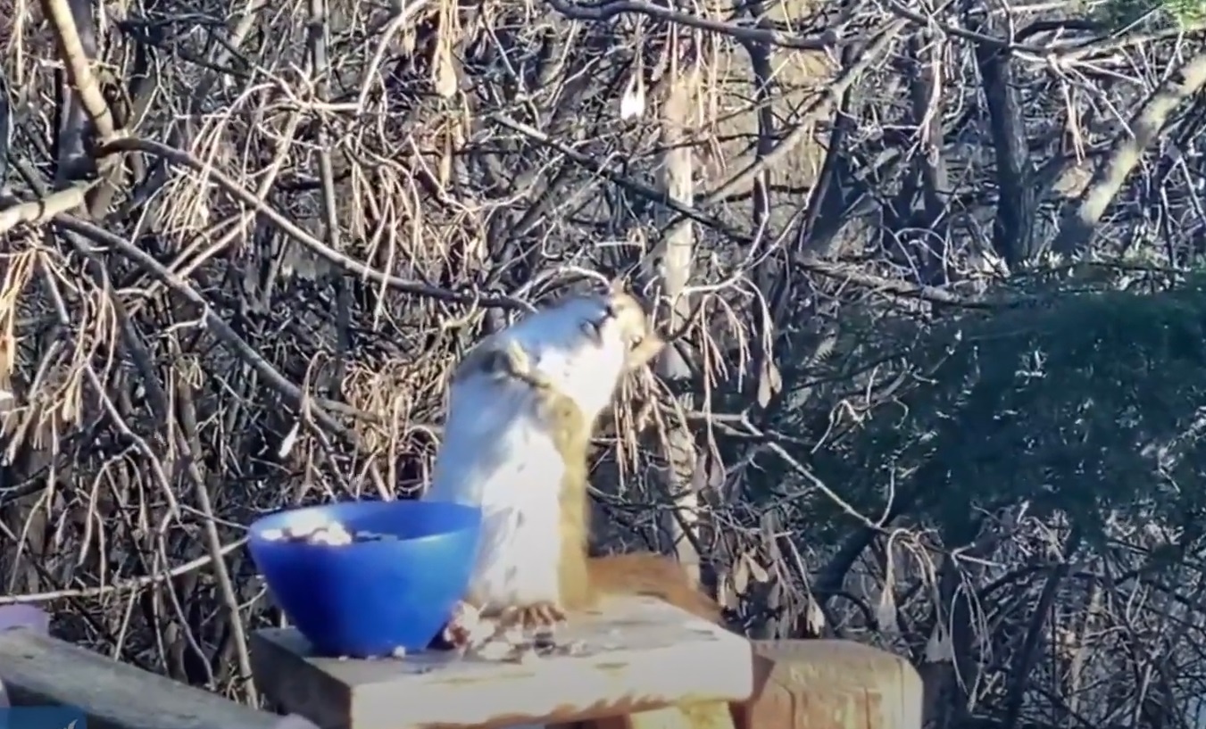 Chu soc say xin vi an phai le len men hinh anh