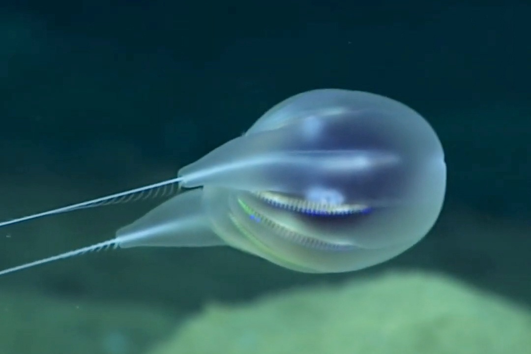 Phat hien loai sua luoc moi o do sau 3.900 m duoi bien hinh anh