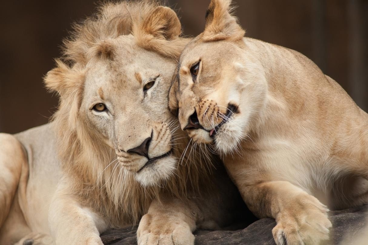 Bon con su tu mac Covid-19 o Tay Ban Nha hinh anh