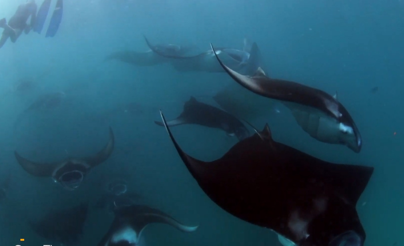 Tho lan 'lac' giua dan ca duoi khong lo hinh anh