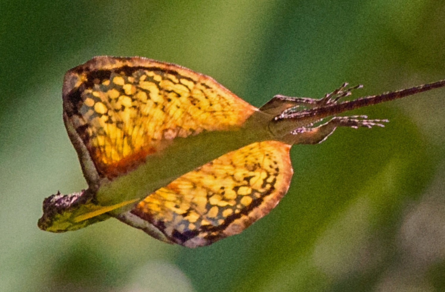 Loai than lan co kha nang bay nhu rong hinh anh