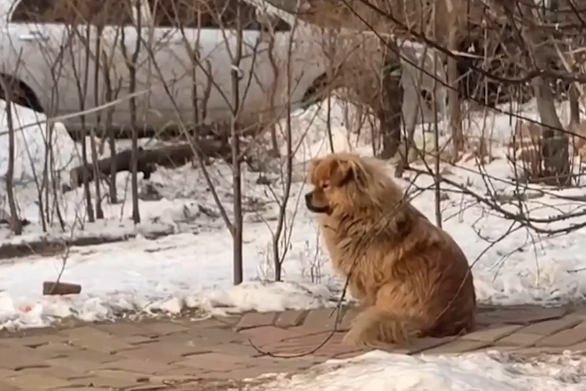 Chu cho ngoi doi nguoi chu qua co suot 5 nam hinh anh