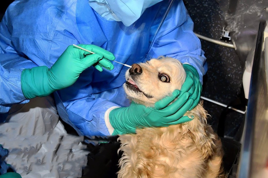 Han Quoc xet nghiem Covid-19 tren dien rong cho vat nuoi hinh anh