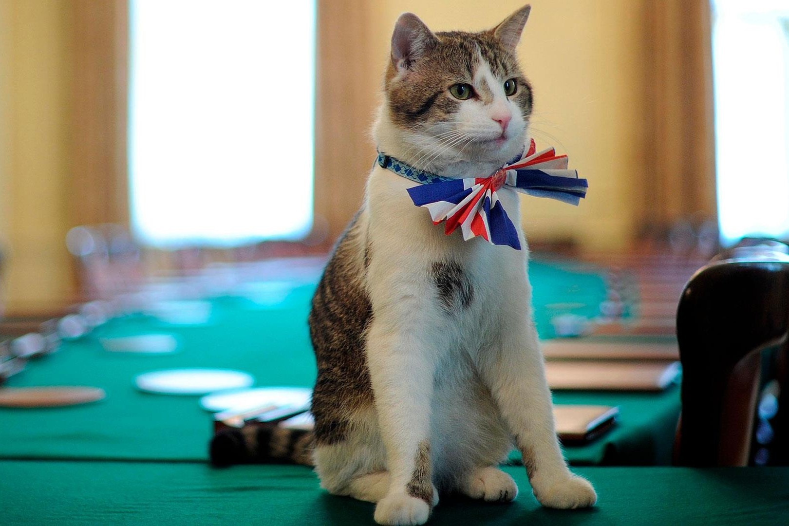 Con meo 'quyen luc' o dinh thu tuong Anh hinh anh