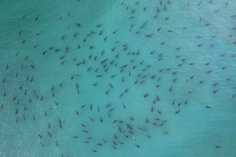 Hang tram con ca map keo ve bo bien o My hinh anh