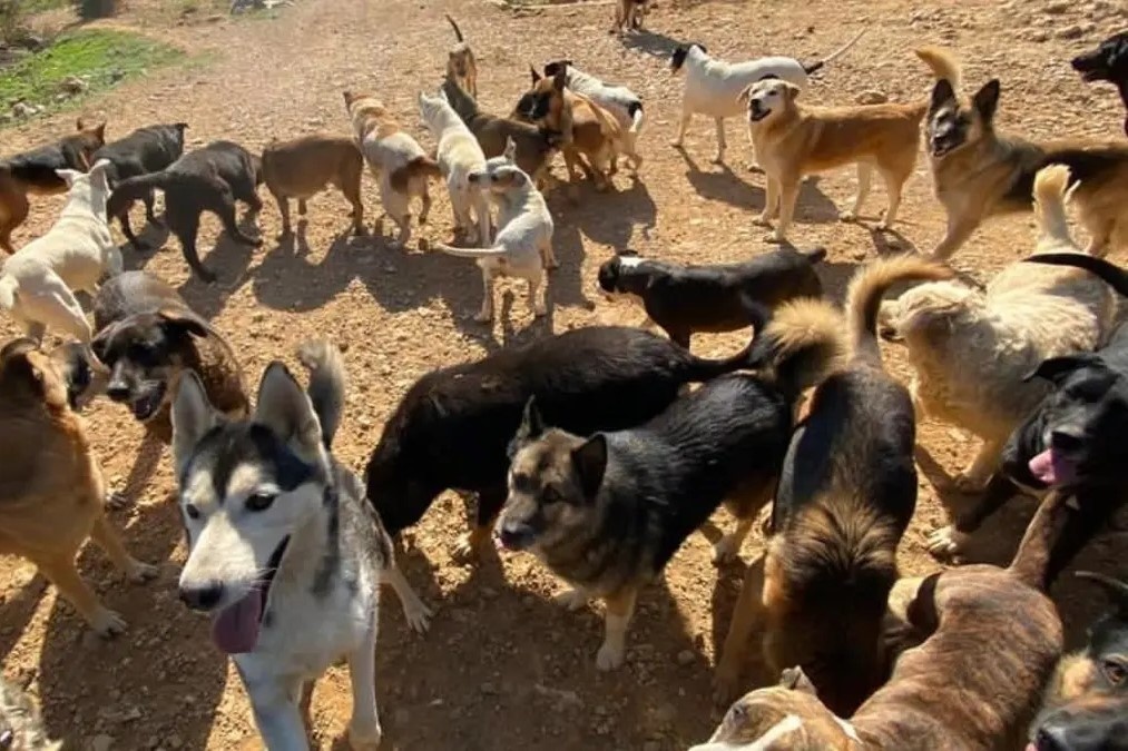 Nguoi nong dan Lebanon nuoi 350 con cho hinh anh