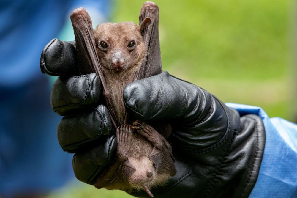 Kiem hang trieu USD nho thu hoach phan doi o Thai Lan hinh anh