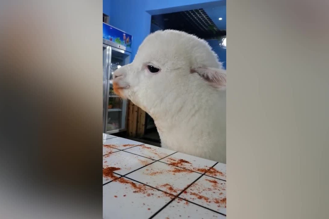 Con lac da alpaca thich an bot ot hinh anh