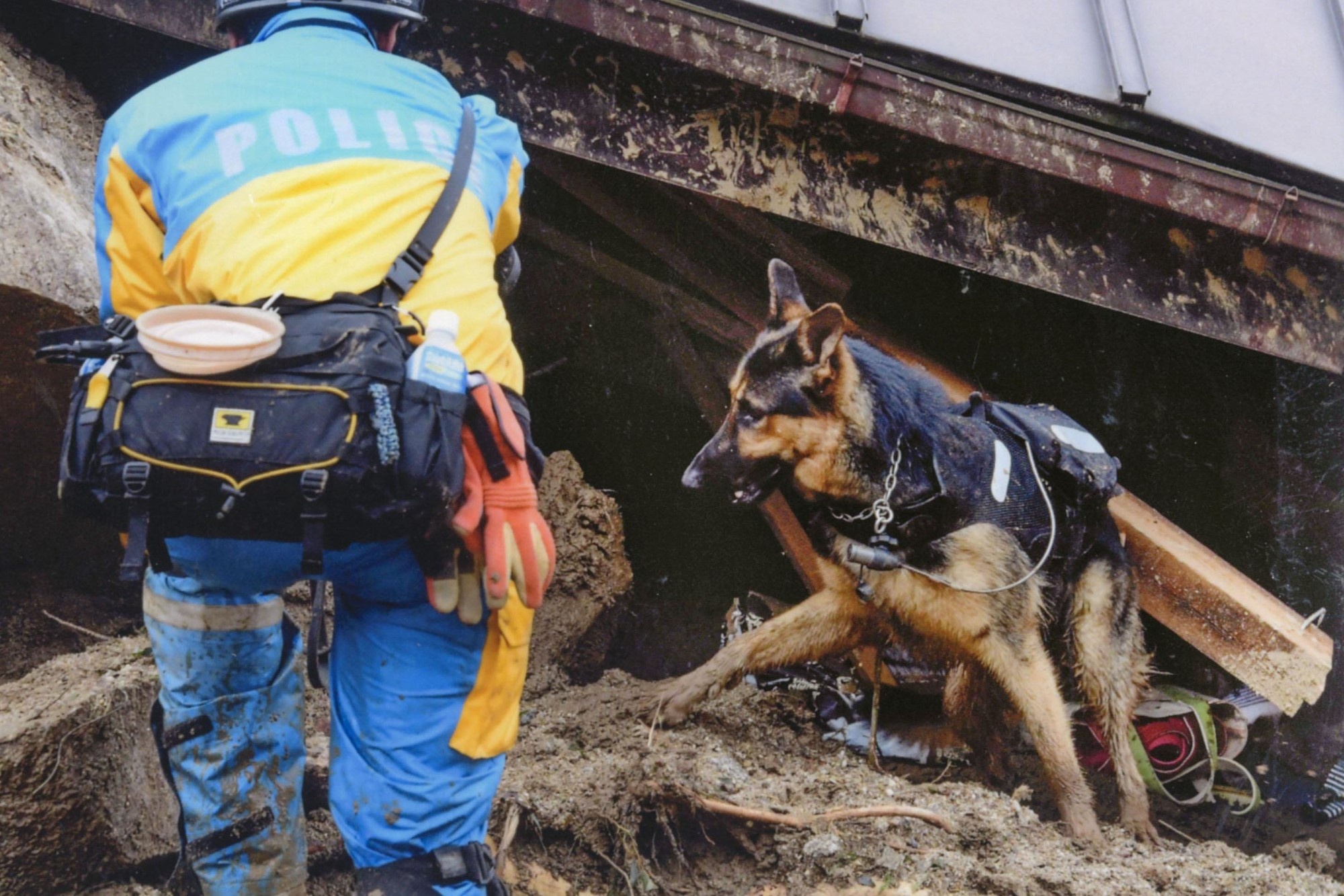 Nguoi dan ong 30 nam huan luyen cho cuu nguoi bi nan hinh anh