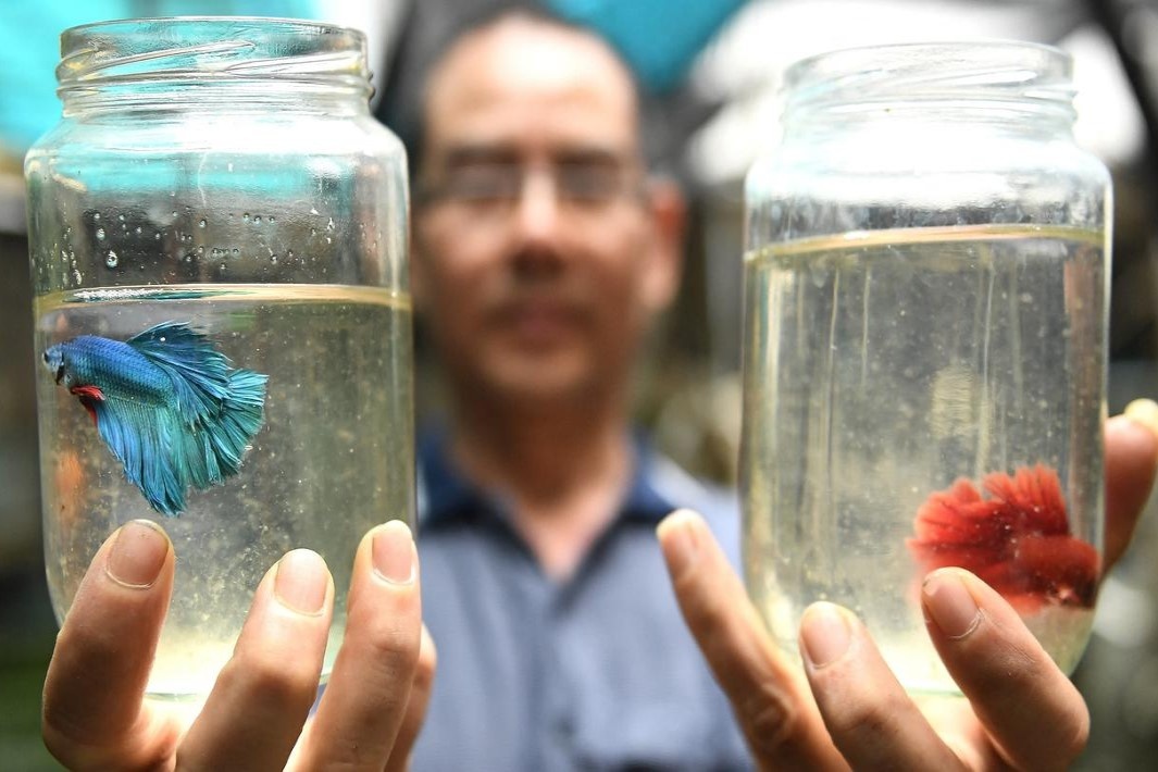 Kiem nua ty dong moi nam nho nuoi ca choi o Ha Noi hinh anh