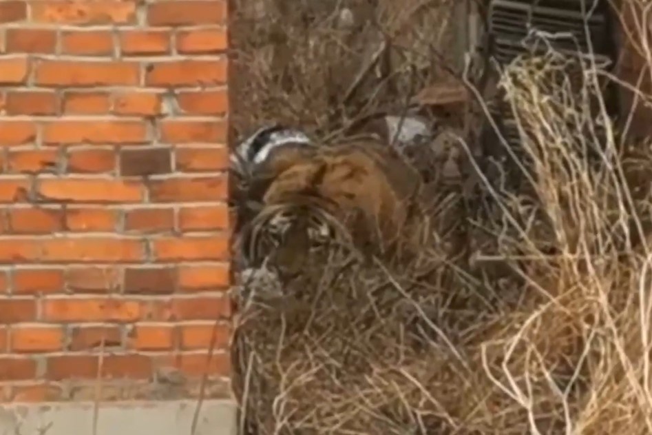 Ho hoang da quat nga nguoi dan, tan cong oto o Trung Quoc hinh anh