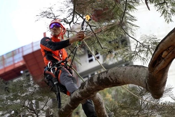 Chang trai lam nghe 'phau thuat' cay coi o Hong Kong hinh anh