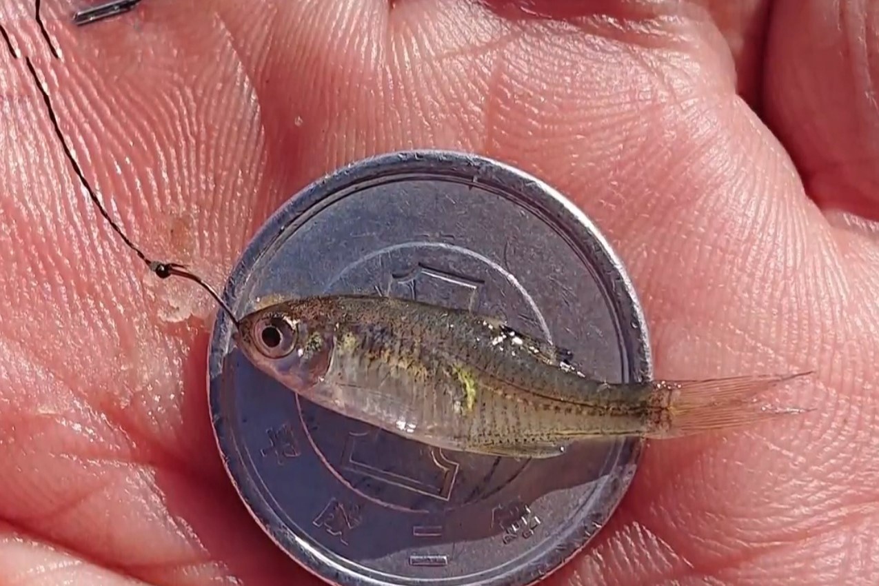 Thu vui cau ca nho bang dong xu o Nhat hinh anh