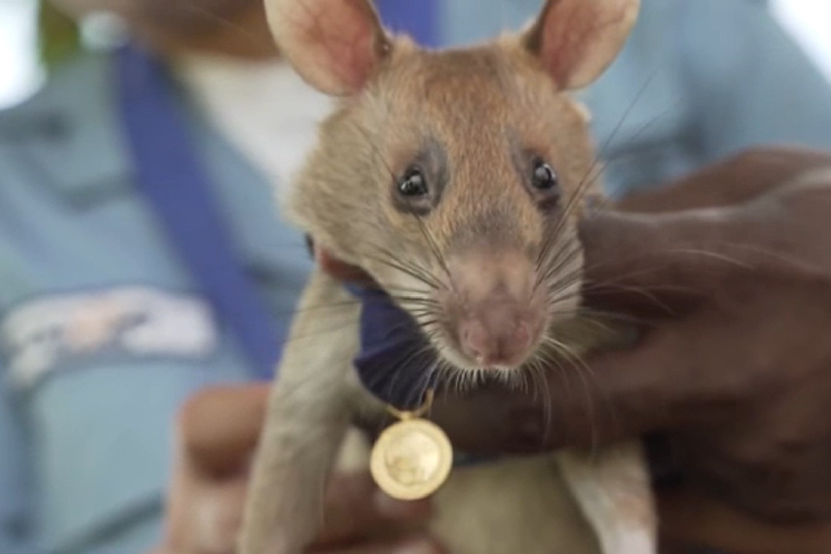 'Chuot anh hung' nghi huu sau 5 nam do bom min hinh anh