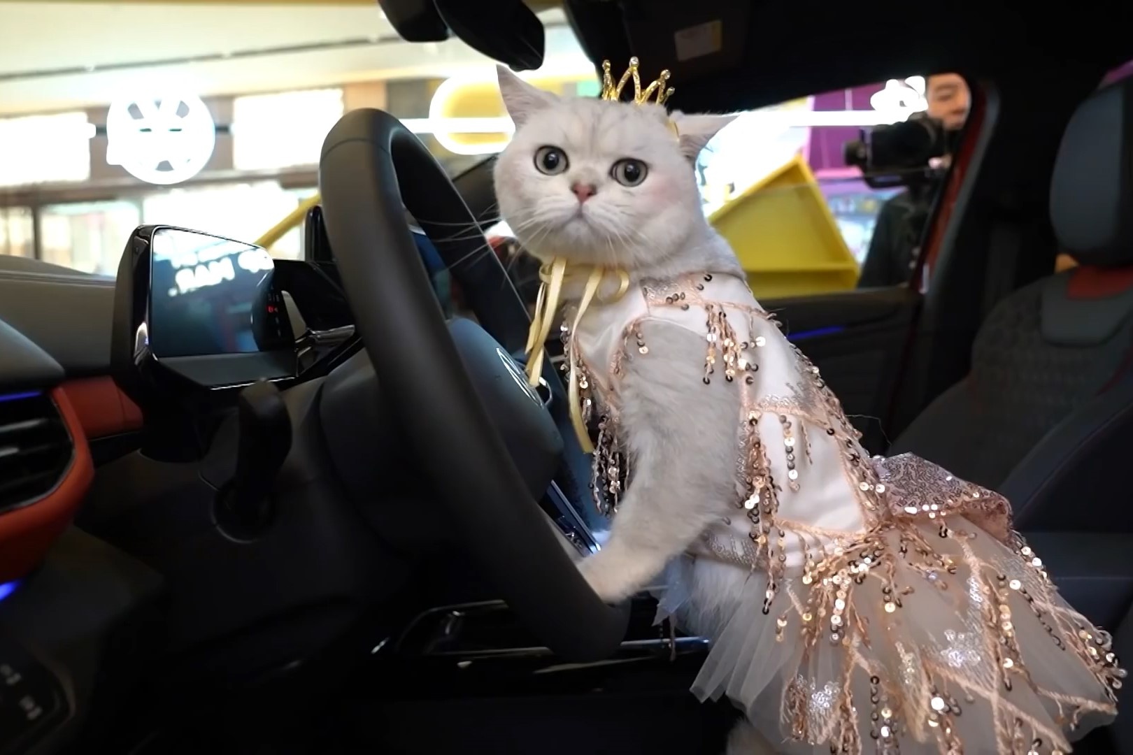 Kiem bon tien khi cho meo cung lam mau xe hoi hinh anh