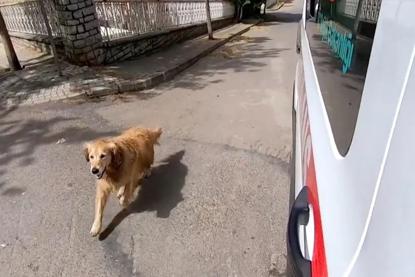 Chu cho trung thanh chay theo xe cap cuu dua chu di vien hinh anh