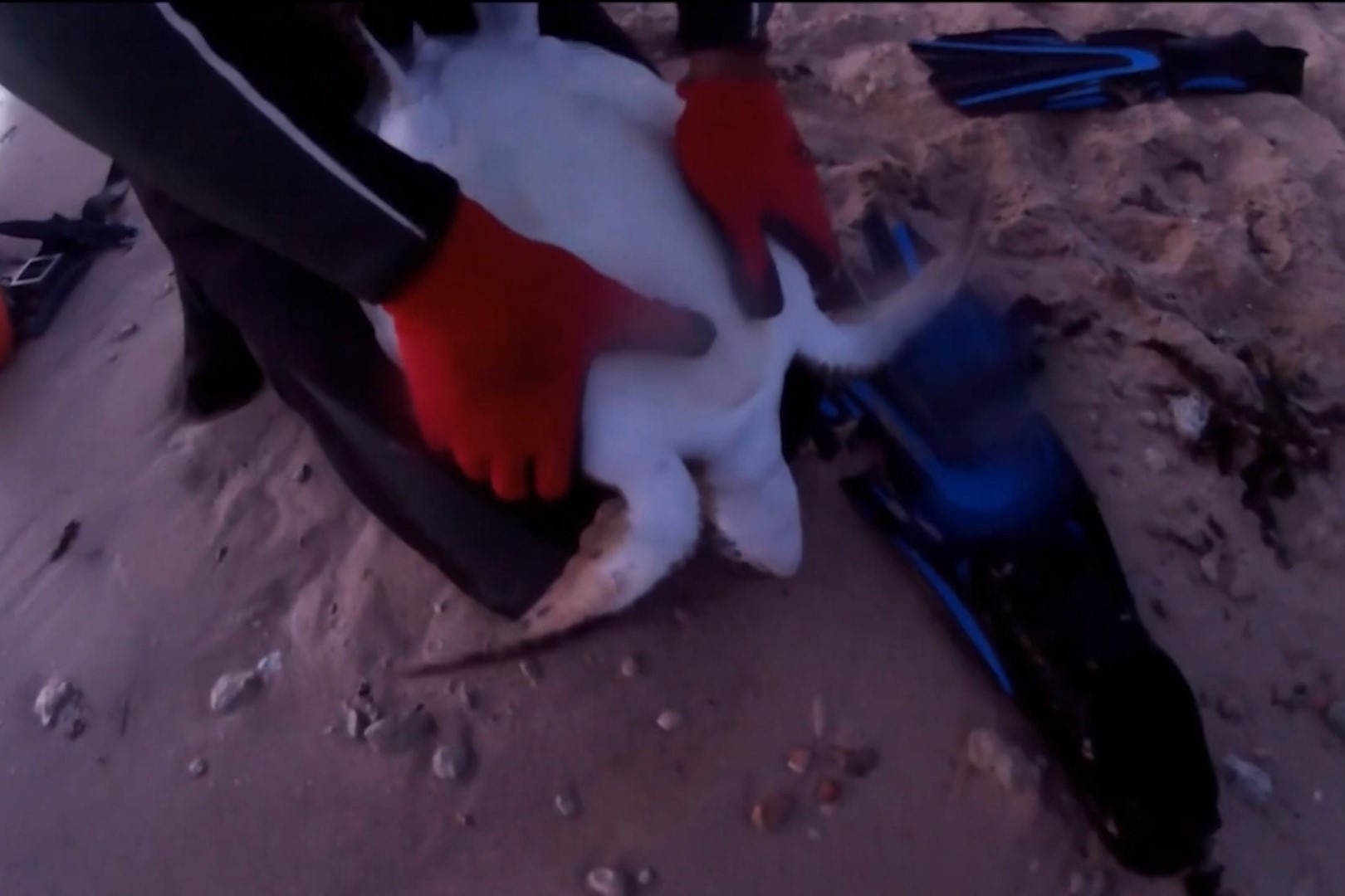 Tho lan ho hap nhan tao, cuu song rua bien hinh anh