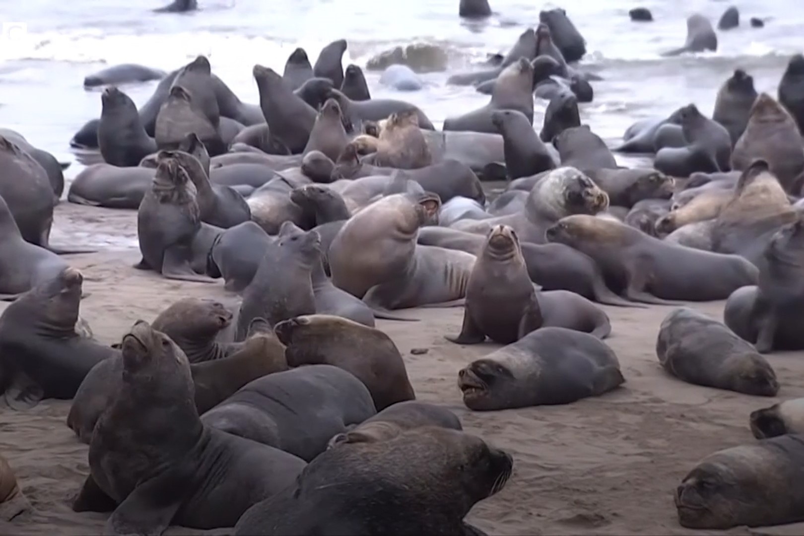 Hang tram su tu bien do bo thanh pho o Chile hinh anh
