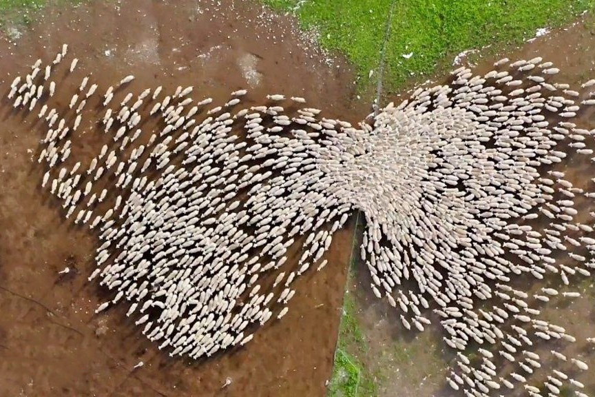 Nhiep anh gia noi tieng nho video quay dan cuu hinh anh