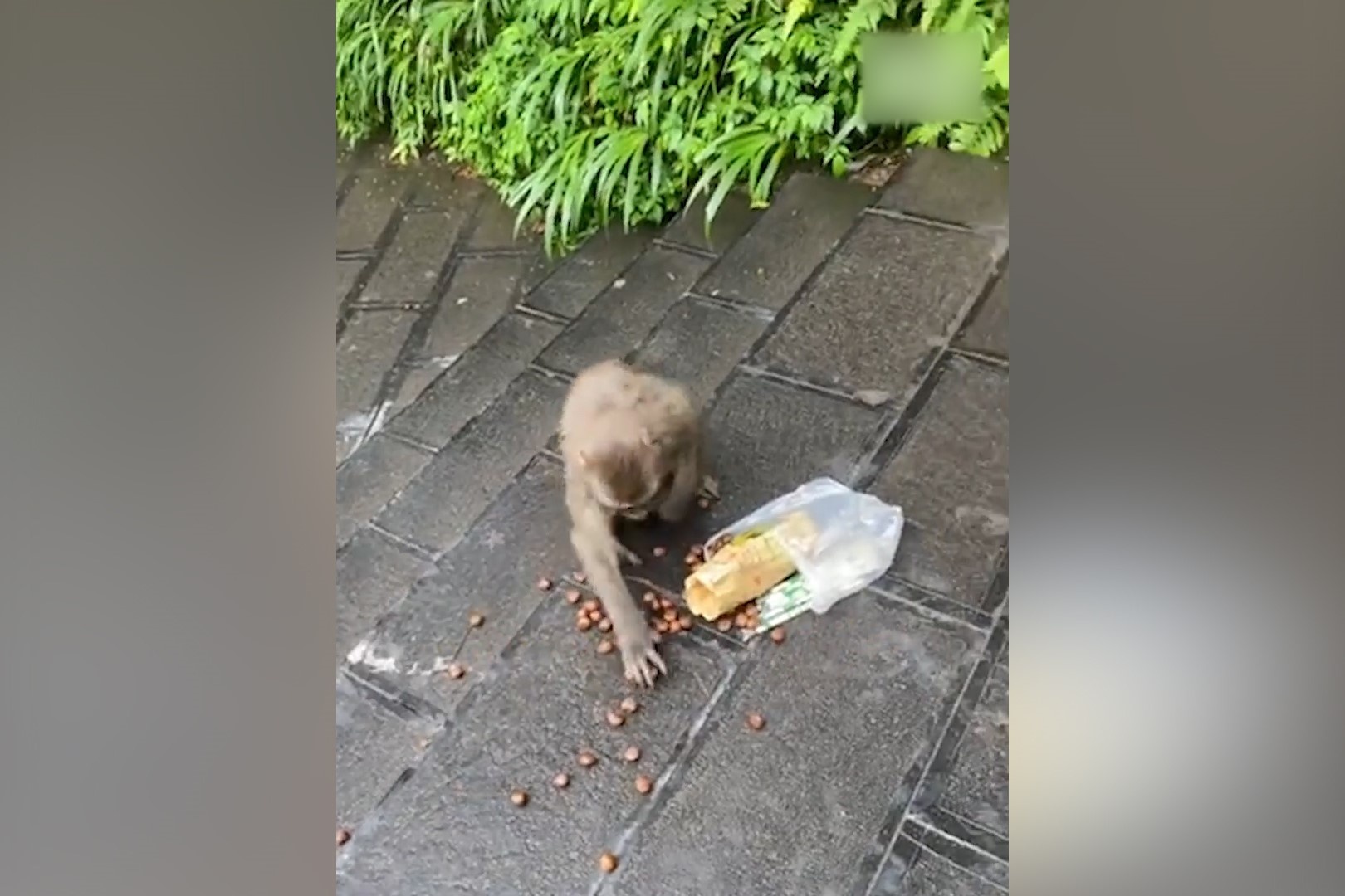 Du khach  cai nhau voi con khi vi bi cuop tra sua hinh anh