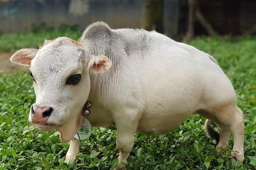 Con bo nho nhat the gioi tro thanh hien tuong mang hinh anh