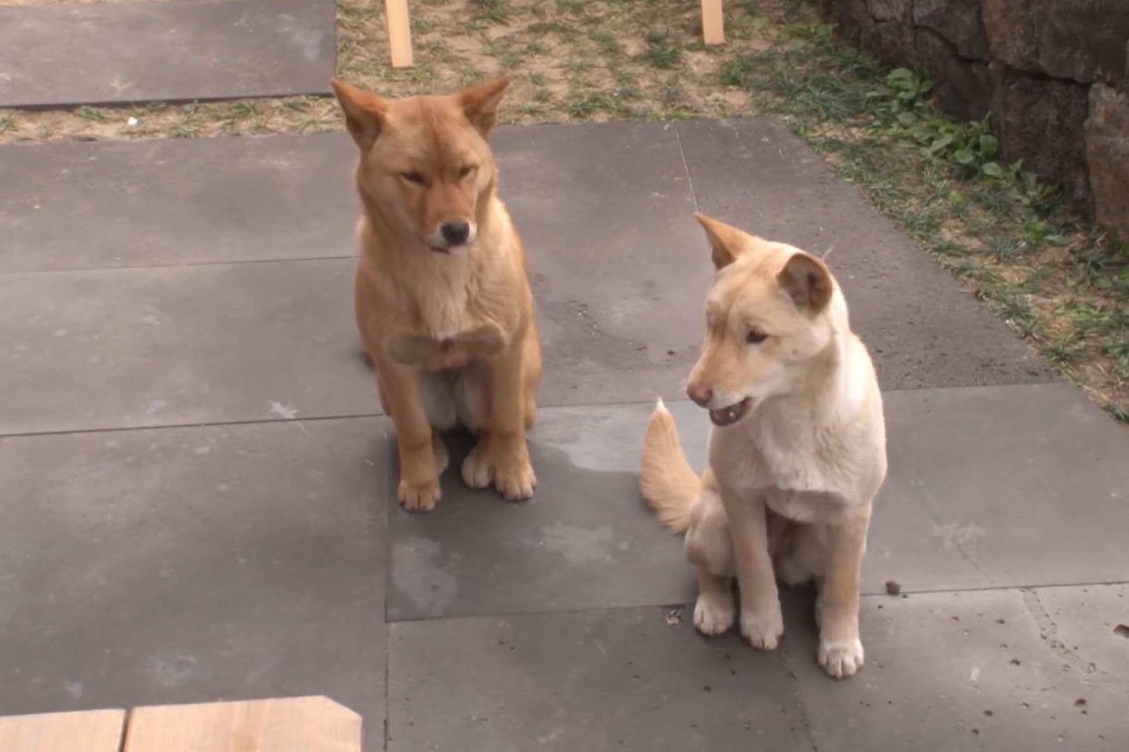 Duoc cho an mot lan, hai chu cho ngoi truoc tiem pizza suot 3 thang hinh anh