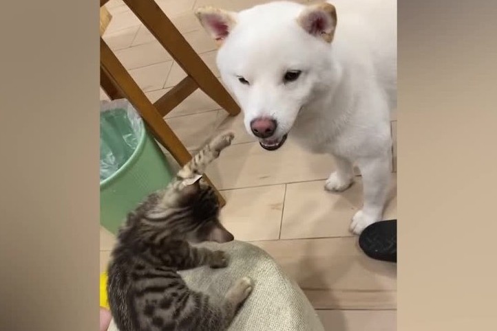 Con meo roi thang vao thung rac vi treu chu cho hinh anh