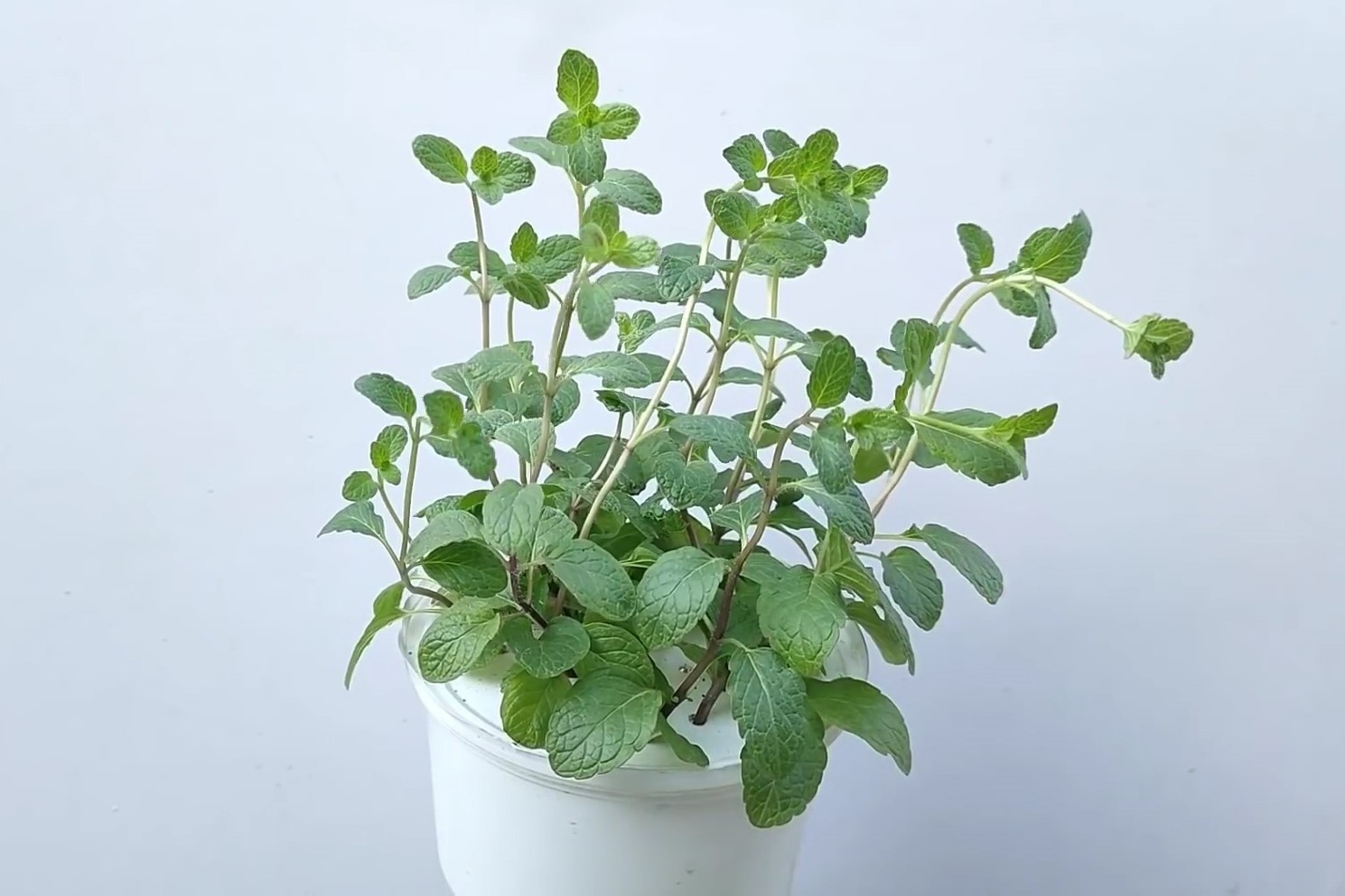 Meo trong cay bac ha chi can nuoc hinh anh