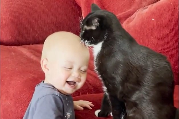 Be 18 thang tuoi thich thu khi duoc meo cung liem dau hinh anh