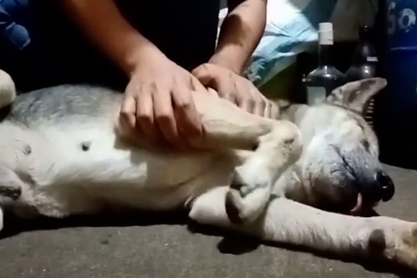 Chu cho gia chet vi khong muon dap lai loi goi cua chu hinh anh