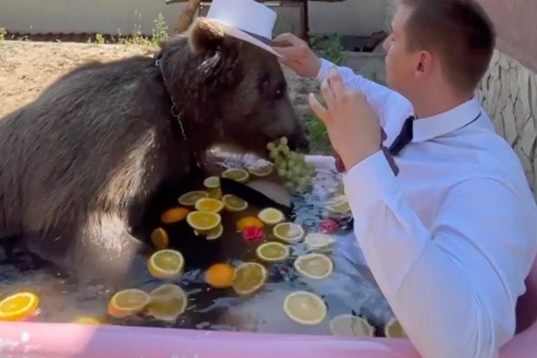 Chang trai nguoi Nga nuoi gau lam thu cung hinh anh