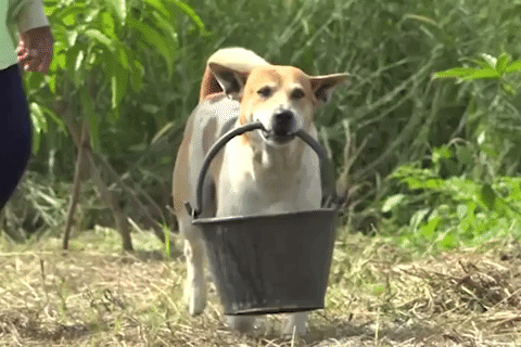 Chu cho cung giup ba cu xach nuoc, lay cui hinh anh