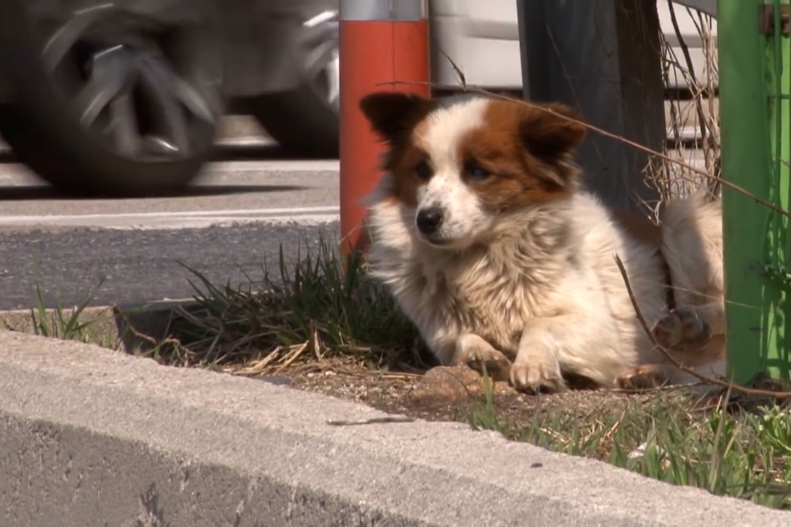 Chu cho ngoi doi chu suot 5 thang tren duong cao toc hinh anh