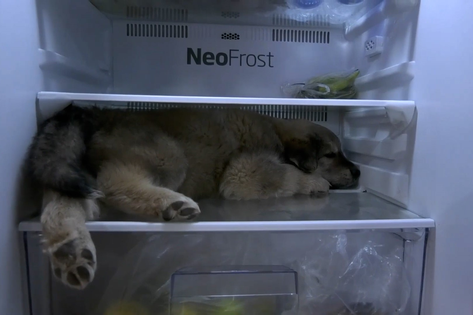 Cun con chui vao tu lanh tranh nong hon 40 do C hinh anh