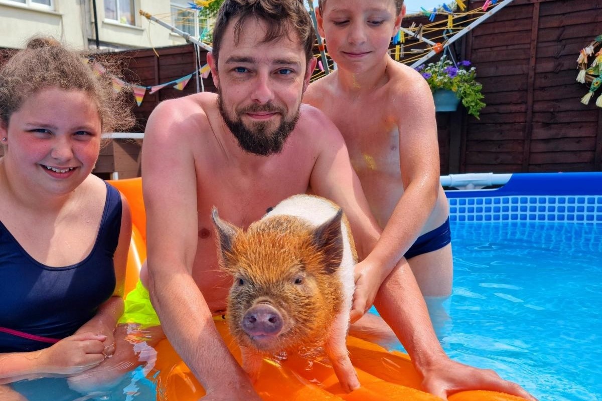 Gia dinh nguoi Anh nuoi heo mini lam thu cung hinh anh