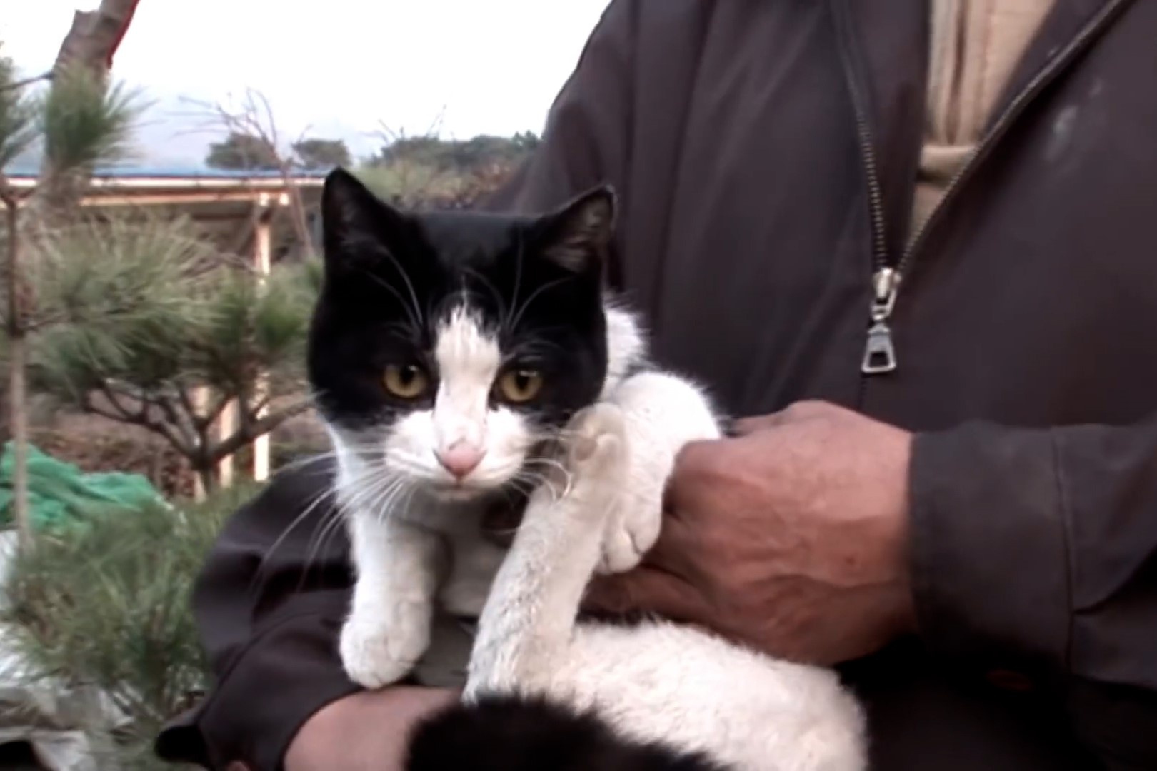 Chu meo hoang cuu an nhan khoi dam chay hinh anh