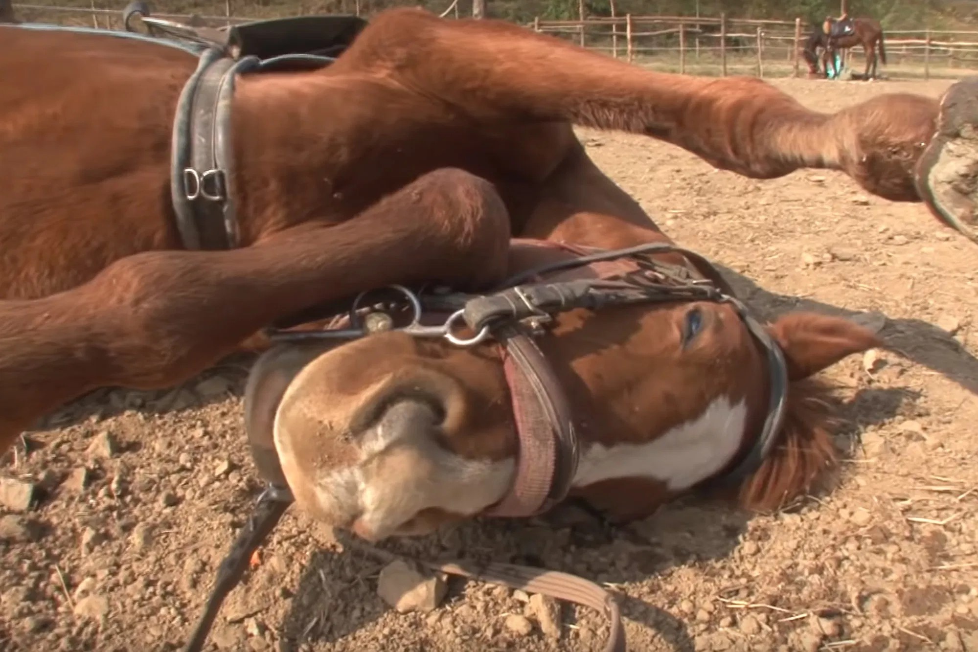 Chu ngua gia chet moi khi bi nguoi khac cuoi hinh anh