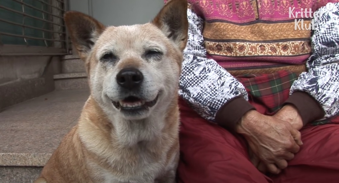 Chu cho mu bao ve nguoi chu suot 14 nam hinh anh